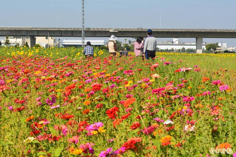 霧峰福新路兩旁稻田的百日草、向日葵盛開，吸引民眾來賞花拍照。（記者陳建志攝）