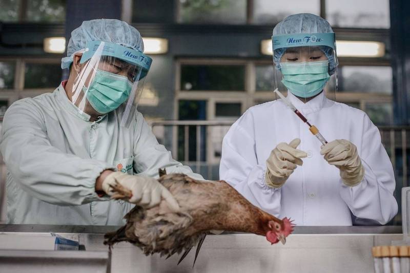 冬奧會臨近，中國遭遇禽流感和武漢肺炎疫情南北夾擊。（法新社檔案照）