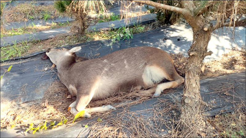 一隻水鹿死在樹田裡，居民研判可能吃到含劇毒的食物或雜草。（民眾提供）