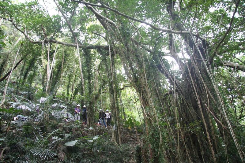 屏南森林祕境步道完工，雙流遊樂區農曆年前全面開放。（屏東林管處提供）