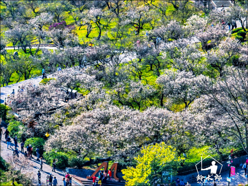 梅山公園梅花盛開宛如下雪雪景。（鈴木二郎提供）