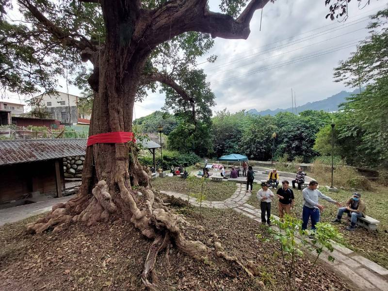 南投縣國姓鄉福龜村樹齡300年的茄苳老樹，根部隆起盤旋形成許多樹穴宛如天然防空洞助人躲避空襲，居民也尊稱為「救命樹」。（潘樵提供）