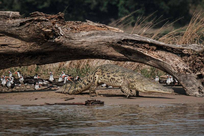 9歲庫馬洛上週在河邊嬉戲時，突然遭到1隻鱷魚襲擊，狠咬住腿部，接著托進水中撕咬致死。示意圖，圖與新聞事件無關。（法新社）