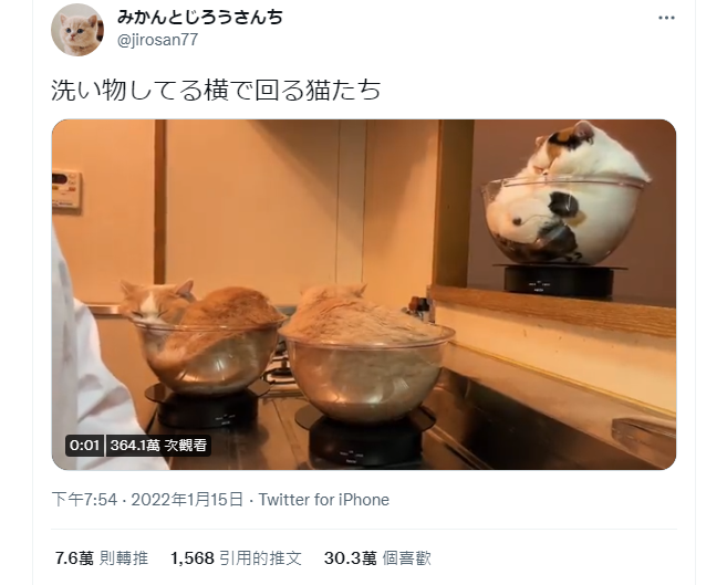 日本1名飼主「jirosan77」經常在推特「みかんとじろうさんち」（橘子與次郎）上，發文分享貓咪可愛日常，近日再度貼出1段33秒短片。（圖翻攝自推特「jirosan77」）