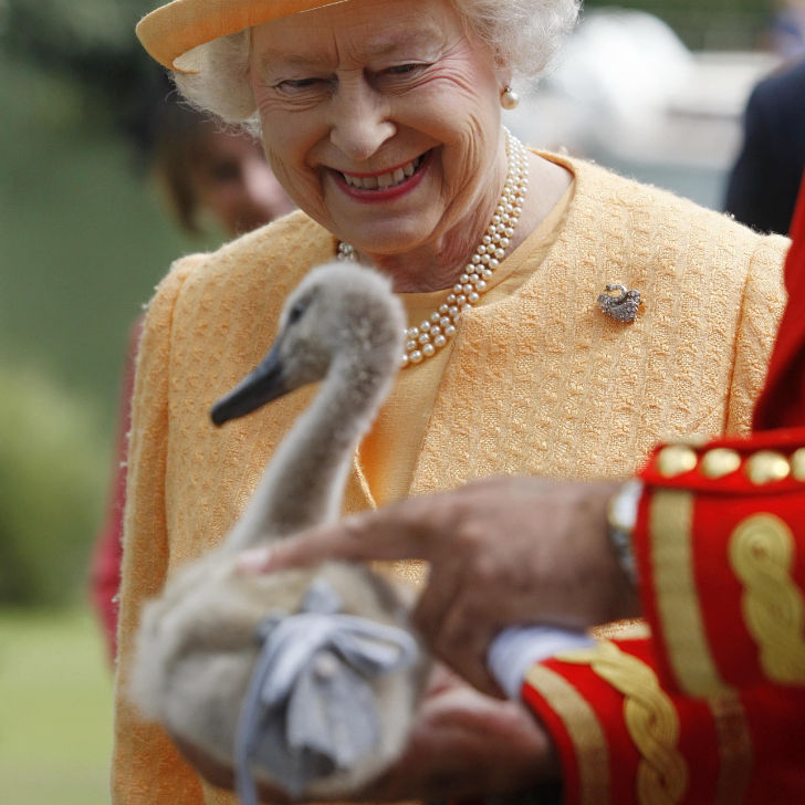 英國女王相當喜愛天鵝。（法新社）