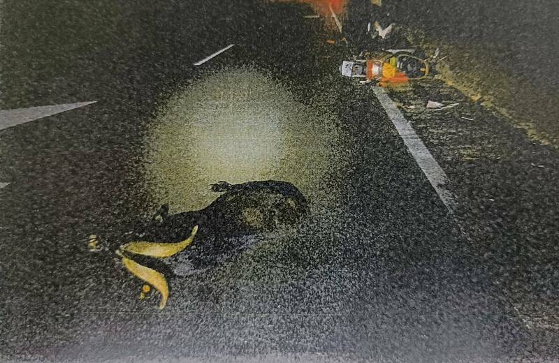 桃園市古姓男子酒後騎車撞上衝出路上的山羊，挨撞的黑山羊受傷倒臥路邊。（記者余瑞仁翻攝）