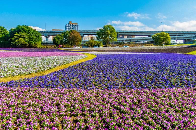 台北市古亭河濱公園紫爆花海，以香堇菜、薰衣草、一串紅等草花為主角，今年面積是去年3倍大。（台北市水利處提供）