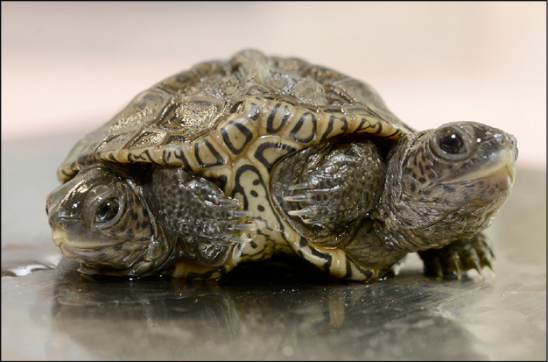 美國麻州發現一隻罕見的雙頭鑽紋龜。（美聯社資料照）