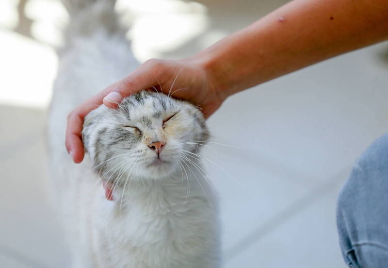 獸醫師林子軒指出，貓咪長大後其實就不會對其他貓咪做出幼貓時期的撒嬌行為，唯獨對人類才會。示意圖。（歐新社）