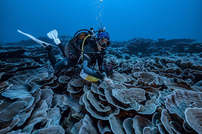 联合国教科文组织指出，这片新发现的珊瑚礁在大溪地岛附近海域。（美联社）(photo:LTN)