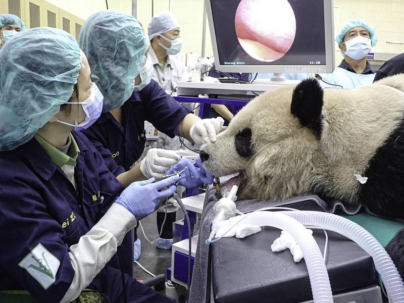 北市動物園獸醫師在1月17日為「團團」進行全身麻醉，用鼻腔鏡仔細完整的檢查鼻腔。（台北市立動物園提供）