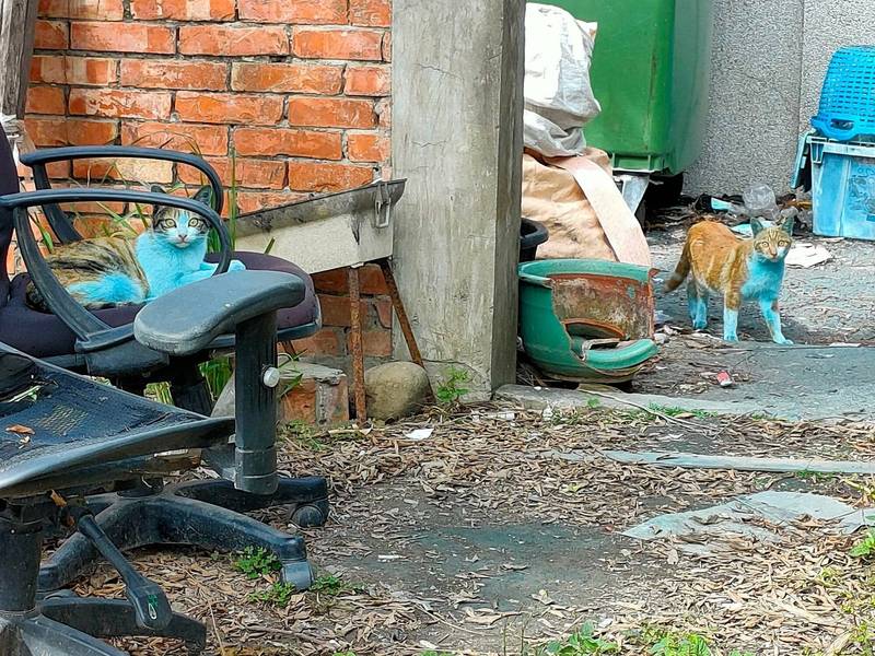 熱心民眾在嘉義縣六腳鄉發現有貓咪染呈藍色，猶如阿凡達貓。（取自臉書社團「貓咪也瘋狂俱樂部 CrazyCat club」）