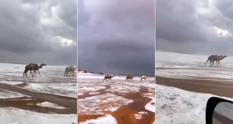 沙烏地阿拉伯境內一處沙漠最近罕降瑞雪，有攝影師捕捉到駱駝奔馳在銀白大地的畫面，上傳社交平台後引起轟動。（擷取自推特影片）