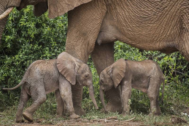 肯亞北部的桑布魯自然保護區出現極罕見的野生大象雙胞胎。（美聯社）