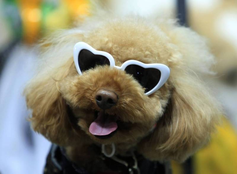 日本東京寵物保險公司「Anicom」日前公佈2022年「寵物狗人氣」排行榜，其中，「玩具貴賓犬（Toy Poodle）」已蟬聯13年冠軍，成為日本最受歡迎品種犬。（路透）