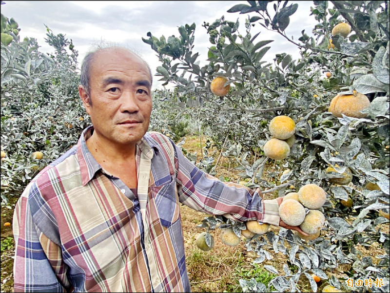 嘉義縣中埔鄉三層崎果農張弘杰捨棄農藥改用營養液種出果實碩大的茂谷柑。（記者蔡宗勳攝）