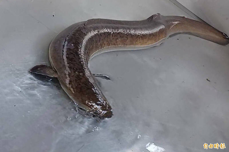 農民捕獲的大鱸鰻身長約150公分、重達14公斤。（記者佟振國攝）