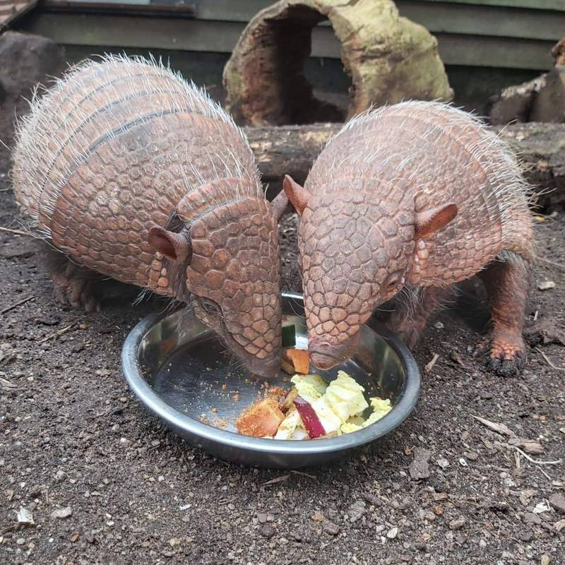 英國德魯西利亞斯動物園的犰狳雙胞胎姊妹，由於耶誕假期吃得太多造成體重增加。（圖擷自Drusillas Park臉書）