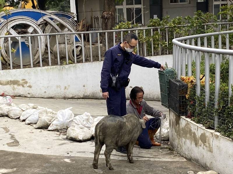 員警為了維護交通安全，特別以饅頭等食物引誘小豬，帶回飼養處所。（中興分局提供）