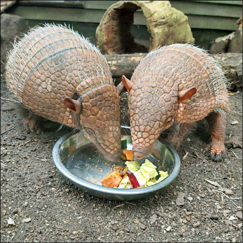 犰狳雙胞胎享用美食。（取自Drusillas Park臉書）