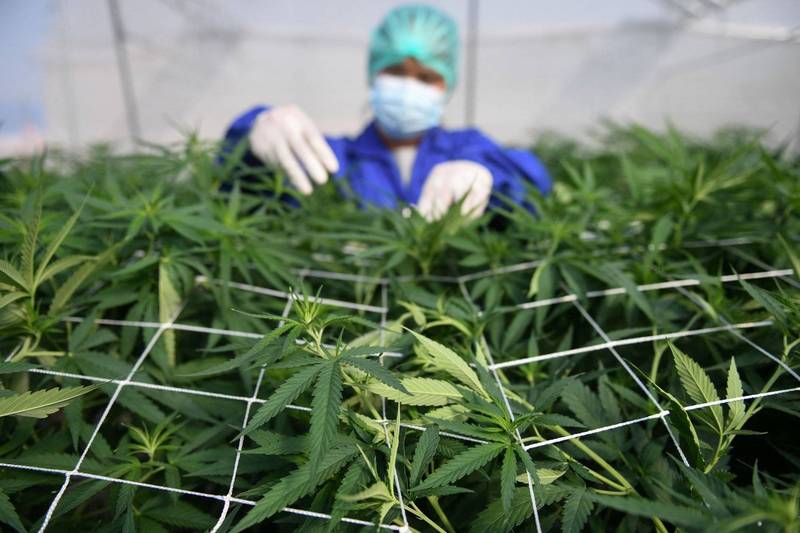 泰国一处药用大麻农场。（路透）(photo:LTN)