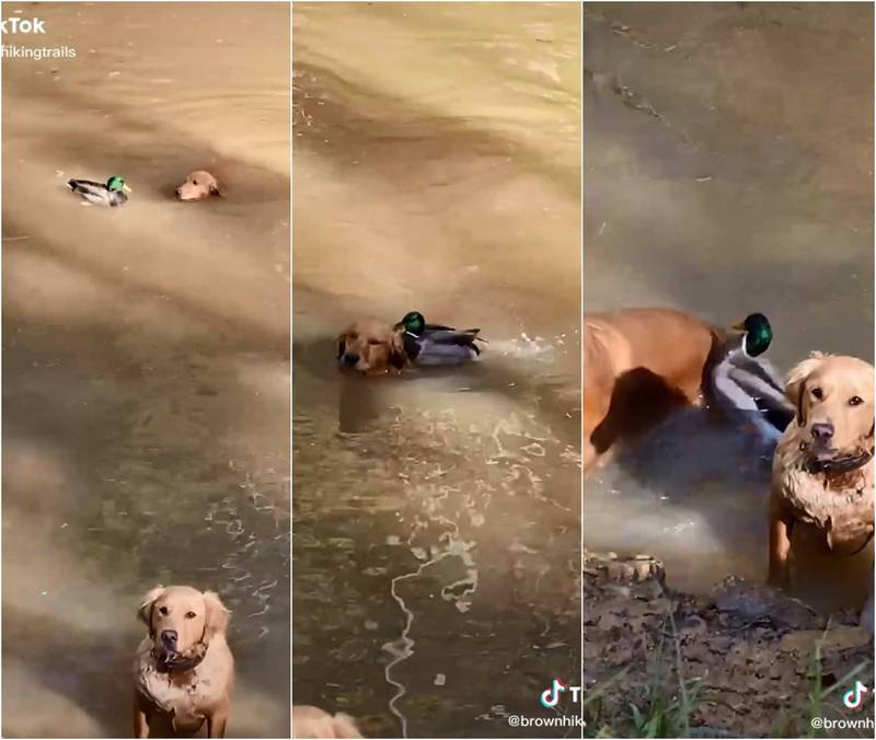 美國女子布朗拍下了自家黃金獵犬被公鴨狂啄的逗趣畫面，吸引20多萬人次瀏覽。（圖擷取自＠Brownhikingtrails抖音）