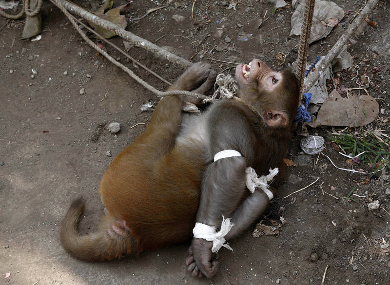 印度南部坦米爾納德邦（Tamil Nadu）當地一條公路旁草叢，被村民發現至少24隻猴子屍體，當局已介入調查中。示意圖，圖與新聞事件無關。（美聯社）