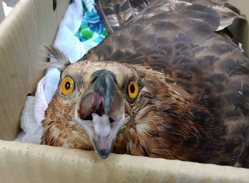 這隻東方蜂鷹遭棄養，經台南鳥會野鳥救傷組收容救治。（圖由台南鳥會提供）