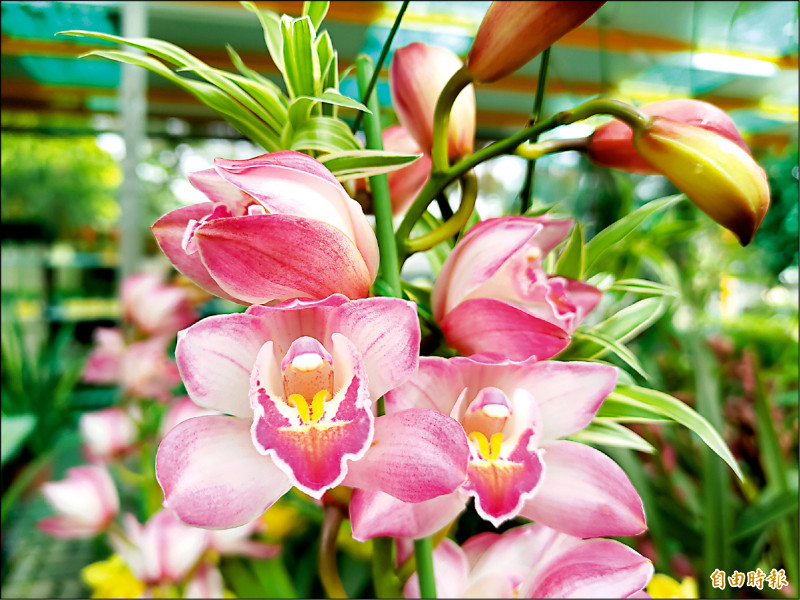 虎頭蘭花期可達3個月，價格也較蝴蝶蘭便宜，今年虎年成為最受歡迎的吉祥花。（記者陳冠備攝）