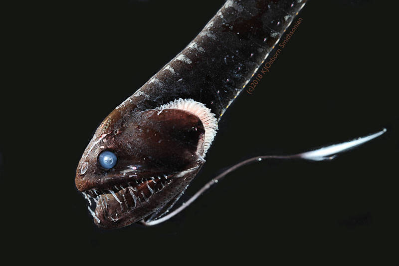 此為怪魚情境照，與新聞無關，照片中生物體乃穴口奇棘魚，學名：Idiacanthus antrostomus。（路透檔案照）