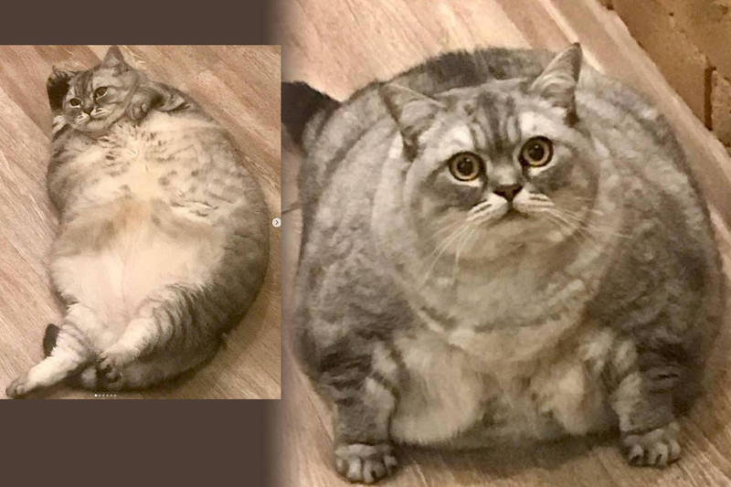社群平台有一隻來自俄羅斯、有著圓滾滾身軀的貓咪，因為圓胖的體態爆紅。（圖翻攝自IG）