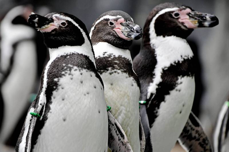 洪堡企鵝（Humboldt penguins），此為示意圖，與新聞無關。（歐新社）