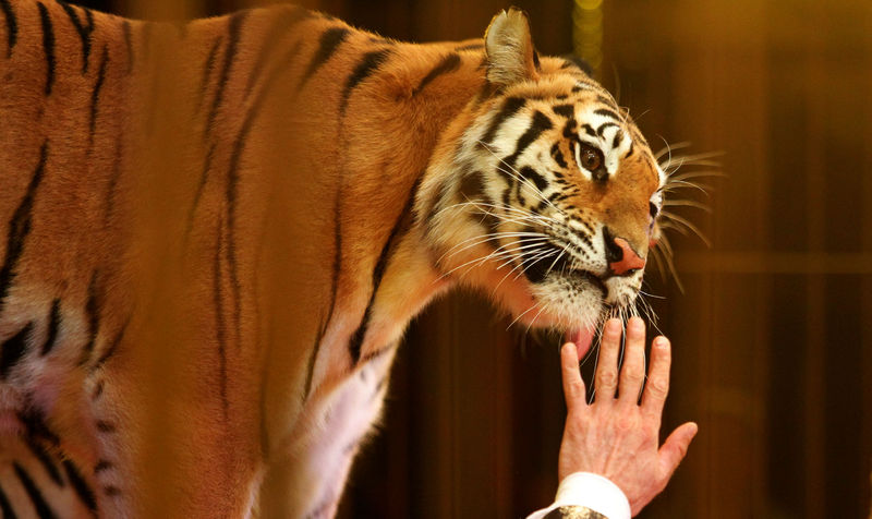 獸醫師林子軒指出，同為貓科動物的老虎，也會跟貓咪一樣發出「呼嚕聲」。示意圖。（路透）