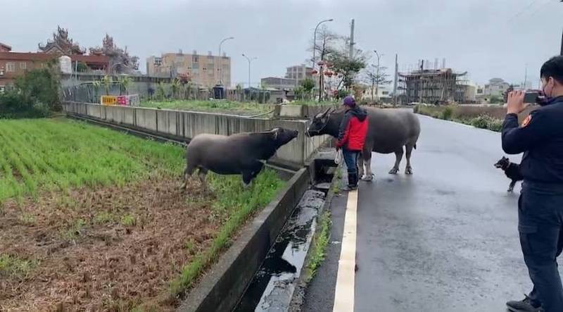 飼主牽了逃家水牛的「兒時玩伴」一同到場；一看見「青梅竹牛」，水牛立刻奔向前親牠。（記者廖雪茹翻攝）