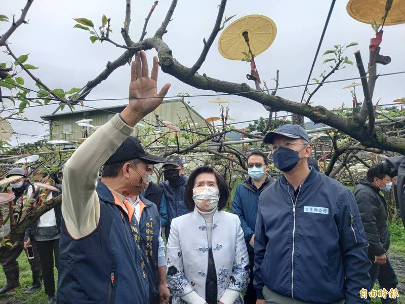 宜蘭縣三星上將梨嫁接期間適逢低溫遭遇嚴重寒害，縣長林姿妙（中）今天下鄉勘災。（記者江志雄攝）