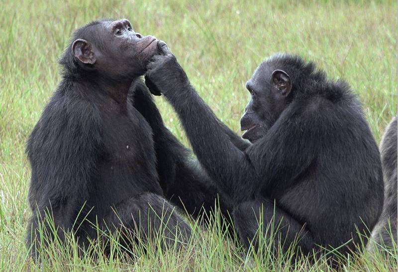科學家團隊在非洲中西部國家加彭（Gabon）盧安果國家公園，研究瀕危物種中央黑猩猩時，觀察到黑猩猩不只會塗抹昆蟲自我療傷，還會用在同伴身上。（法新社）