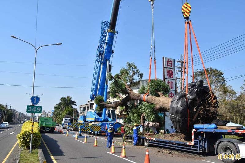 省道台1線349公里、高雄湖內段大樟樹，今天進行移植工程。（記者蘇福男攝）