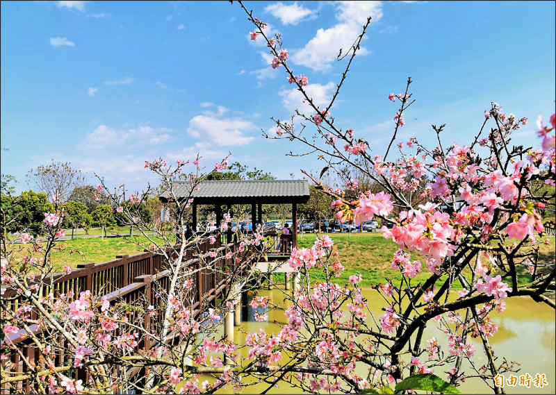 水道博物館淨水池區河津櫻盛放，停車場旁的埤塘邊一片粉紅。（記者吳俊鋒攝）