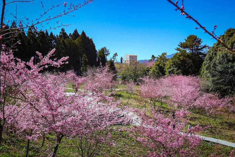 福壽山農場千櫻園將於12日開放入園。（參山處提供）