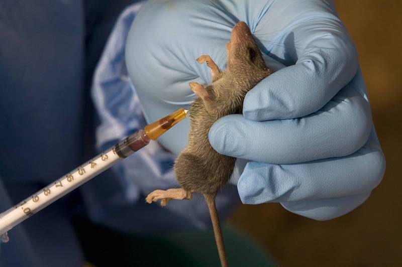 英國官方指出，目前境內發現2起「拉薩熱」確診個案。圖為西非獅子山共和國生態學家，從納塔柔毛鼠上提取血液樣本研究「拉薩熱」病毒。（資料照，路透）