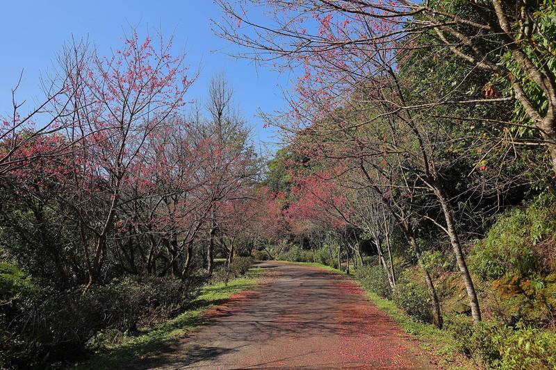 二格山區山路步道的山櫻花1月下旬逐漸步入花季。（新北市景觀處提供）