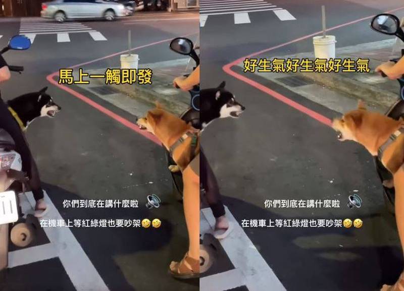 马来西亚脸书社团流传一段影片，两只分别站在机车踏板上的柴犬，等红灯时隔空吵了起来，有趣画面引发网友热议。（图取自脸书社团「笑死大姨妈」）(photo:LTN)