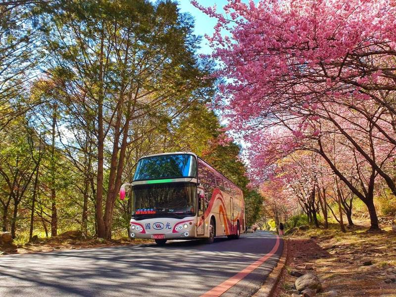 國光客運賞櫻專車邀民眾情人節帶情人上武陵賞浪漫櫻花。（圖：國光客運提供）