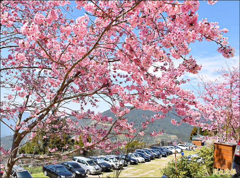 粉爆了！桃園市後山知名的賞櫻景點「恩愛農場」今年櫻花季提前報到，尤以停車場旁的富士櫻盛開約五成。（記者李容萍攝）