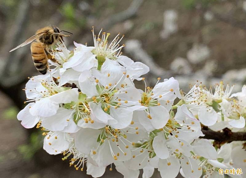 花壇鄉虎山岩山區580棵李花大爆發，吸引蜜蜂採蜜。（記者湯世名攝）