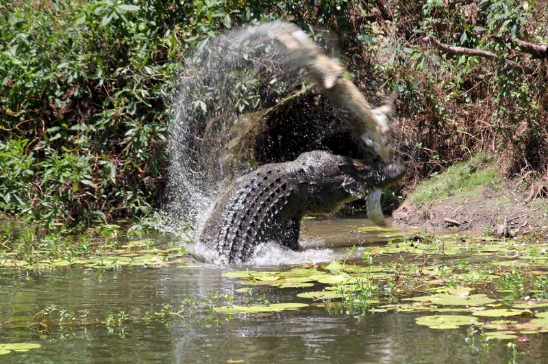 澳洲昆士蘭發現鱷魚新物種、2.5公尺長恐龍殺手「Confractosuchus sauroktonos」骨骼化石，可追溯至白堊紀時期。示意圖。（路透）