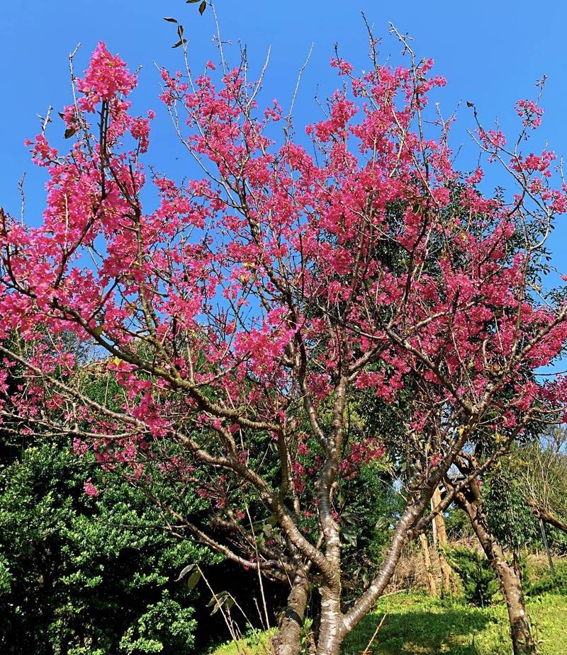 金山區的櫻花已逐漸開花。（金山區公所提供）