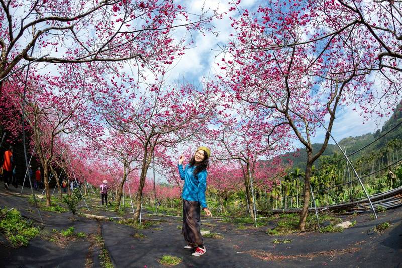 嘉義縣番路鄉半天岩旁的櫻花園，櫻花綻放中，還有茶席活動。（圖由歐陽漳提供）