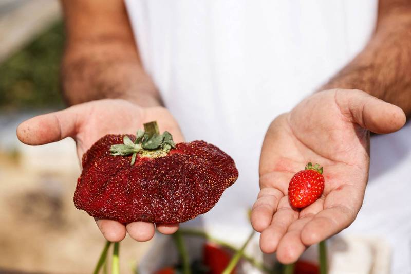以色列居民艾里尔（Chahi Ariel）去年在家庭农场採下这颗巨无霸草莓。（路透）(photo:LTN)