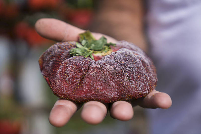 存放冰箱一年后，这颗重达289克草莓终于在本週获金氏世界纪录认证为世界上最重的草莓。（美联社）(photo:LTN)